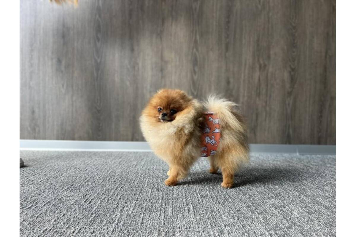 Misoko Washable Adjustable Male Dog Diapers with Paw Prints – Kika